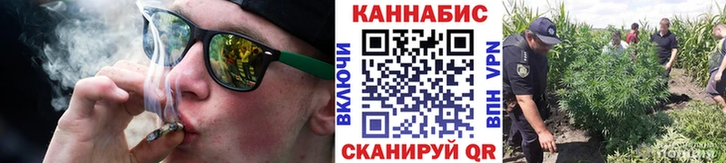 купить Карачев Канабис индика